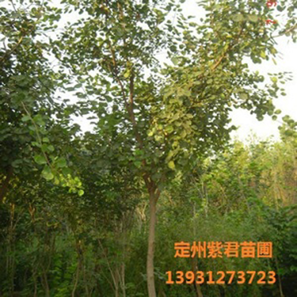 黄栌