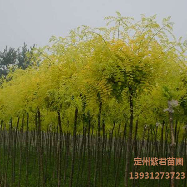 高杆金叶榆