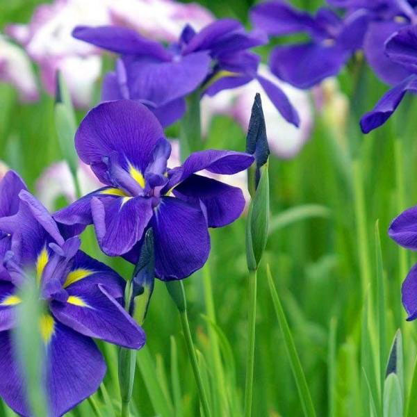 紫花鸢尾