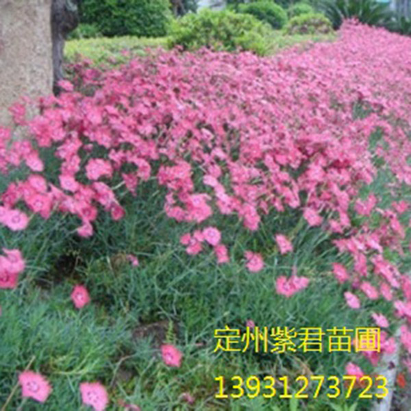 常夏石竹