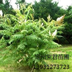 珍珠梅