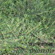 平枝荀子