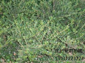平枝栒子-定州紫君苗圃