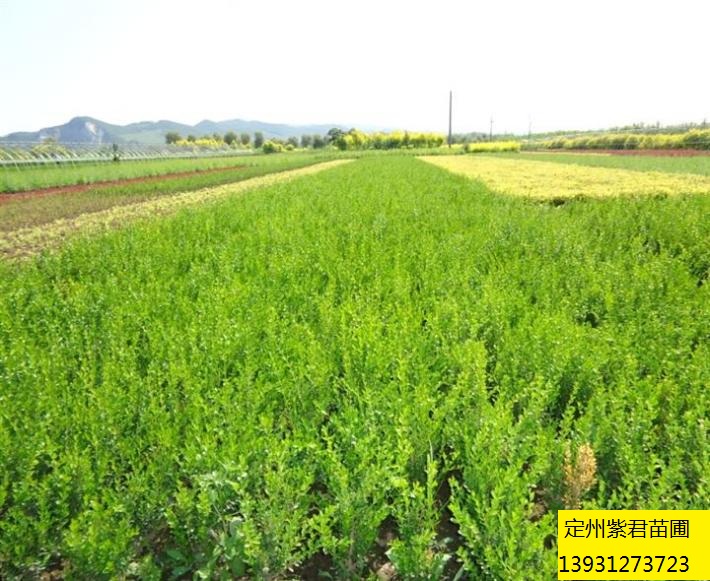 朝鲜黄杨—定州紫君苗圃